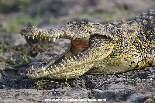Crocodile du Nil sur une berge en journe